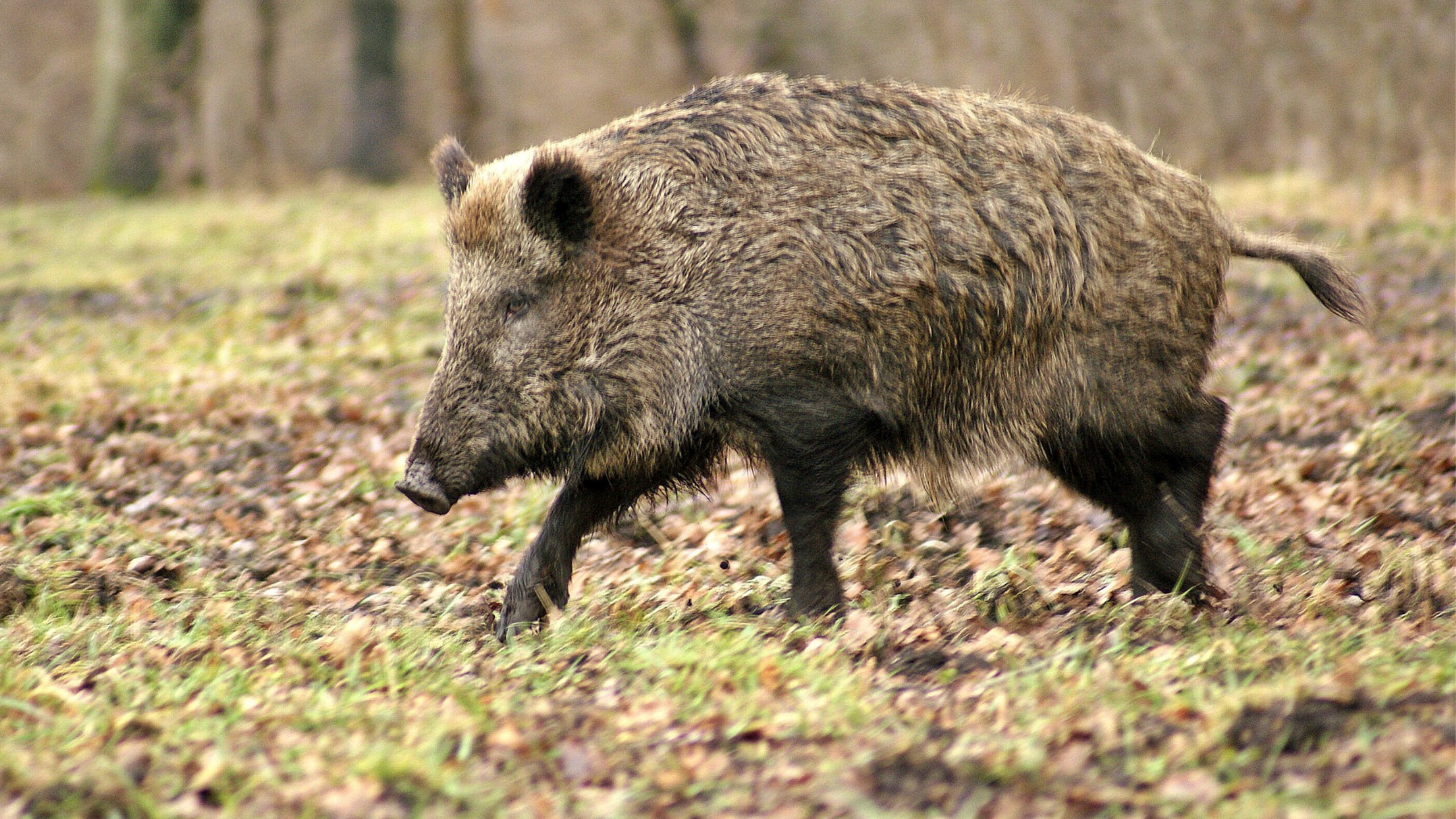 The Feral Hog Population is Destroying Texas